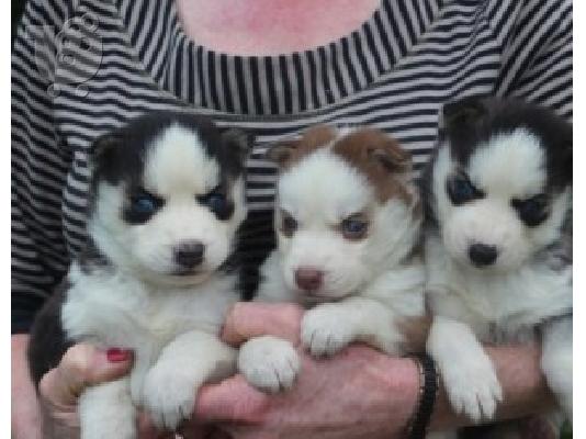 PoulaTo: Prekrasni sibirski husky štenad kontaktirajte me preko (whatsapp 32460219218) ili (viber 237679571657)
